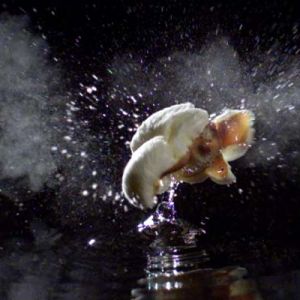 Completed popcorn expansion documented with professional high-speed imaging technology.