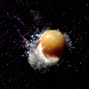 High-speed terminal expansion of a popcorn kernel, demonstrating the precision and frame-rate stability of Phantom camera systems for technical analysis.