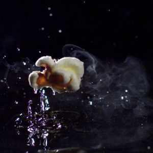 Macro high-speed photography showing starch expansion in a popping kernel